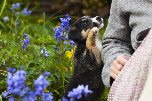 1586416189255_puppy-dog-cute-canine-pet-garden-doggy-flowers.jpg