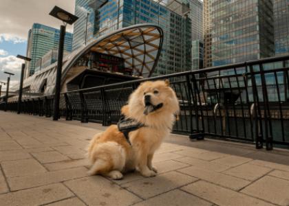Команды, которые должна знать собака для полноценной жизни в социуме.