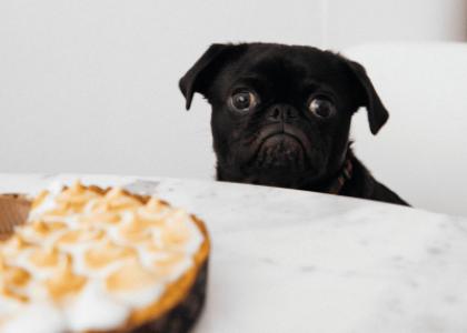 Как отучить собаку воровать еду хозяина?