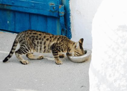 Как приучить кошку или кота есть сухой корм каждый день?