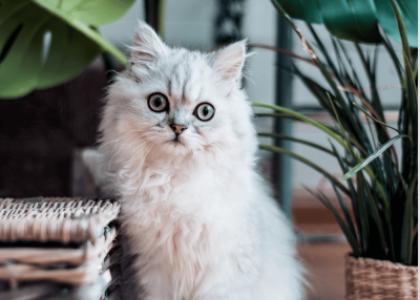 Как отучить кошку или кота есть цветы и другие комнатные растения?