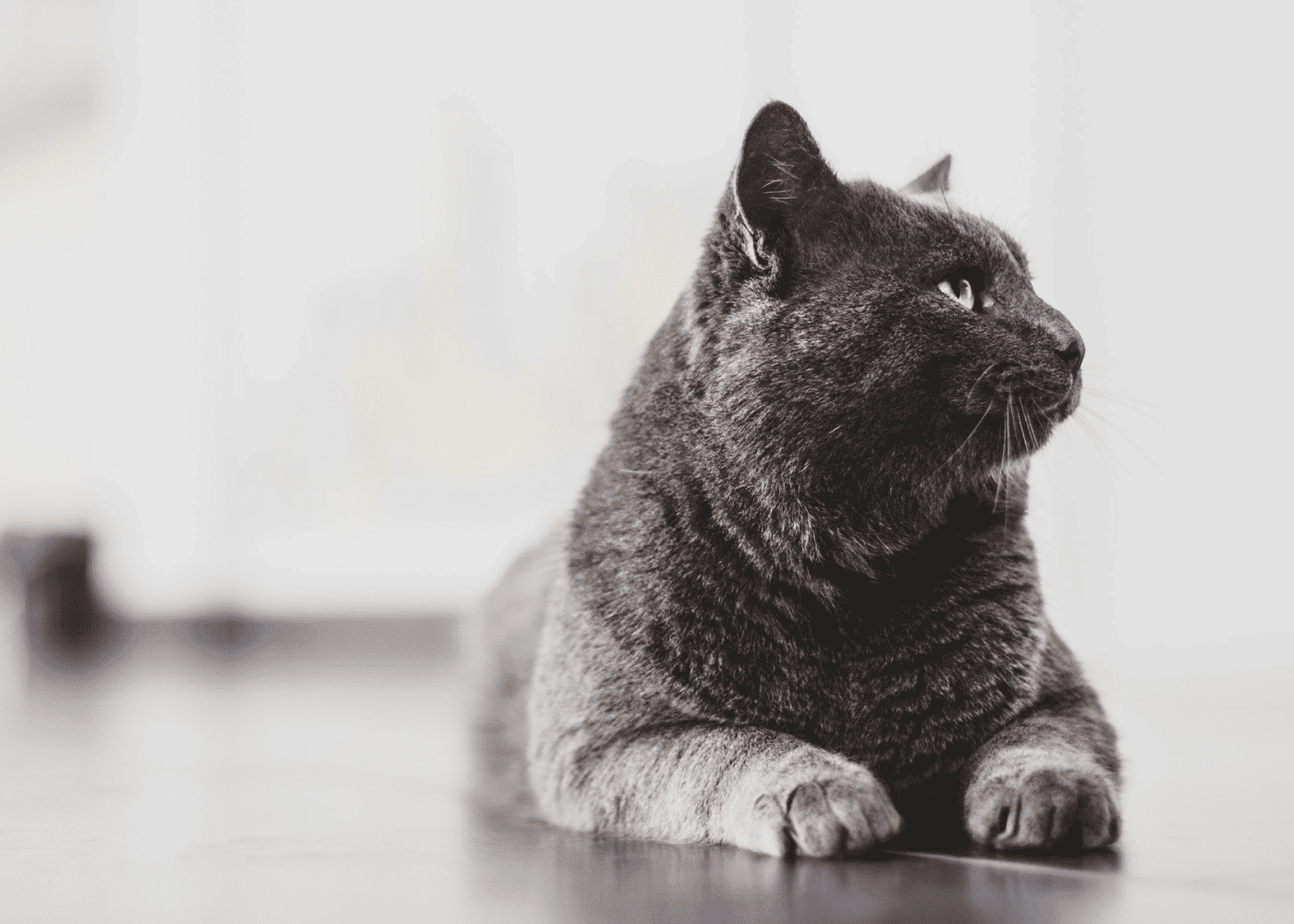 Как отучить кота или кошку от домашней еды?