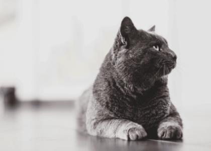 Как отучить кота или кошку от домашней еды?